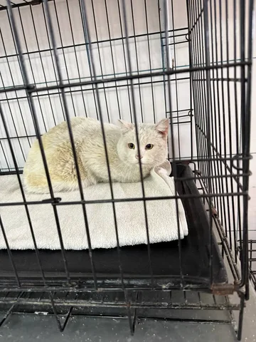 Кот ищет передержку или дом - Птица в Чита