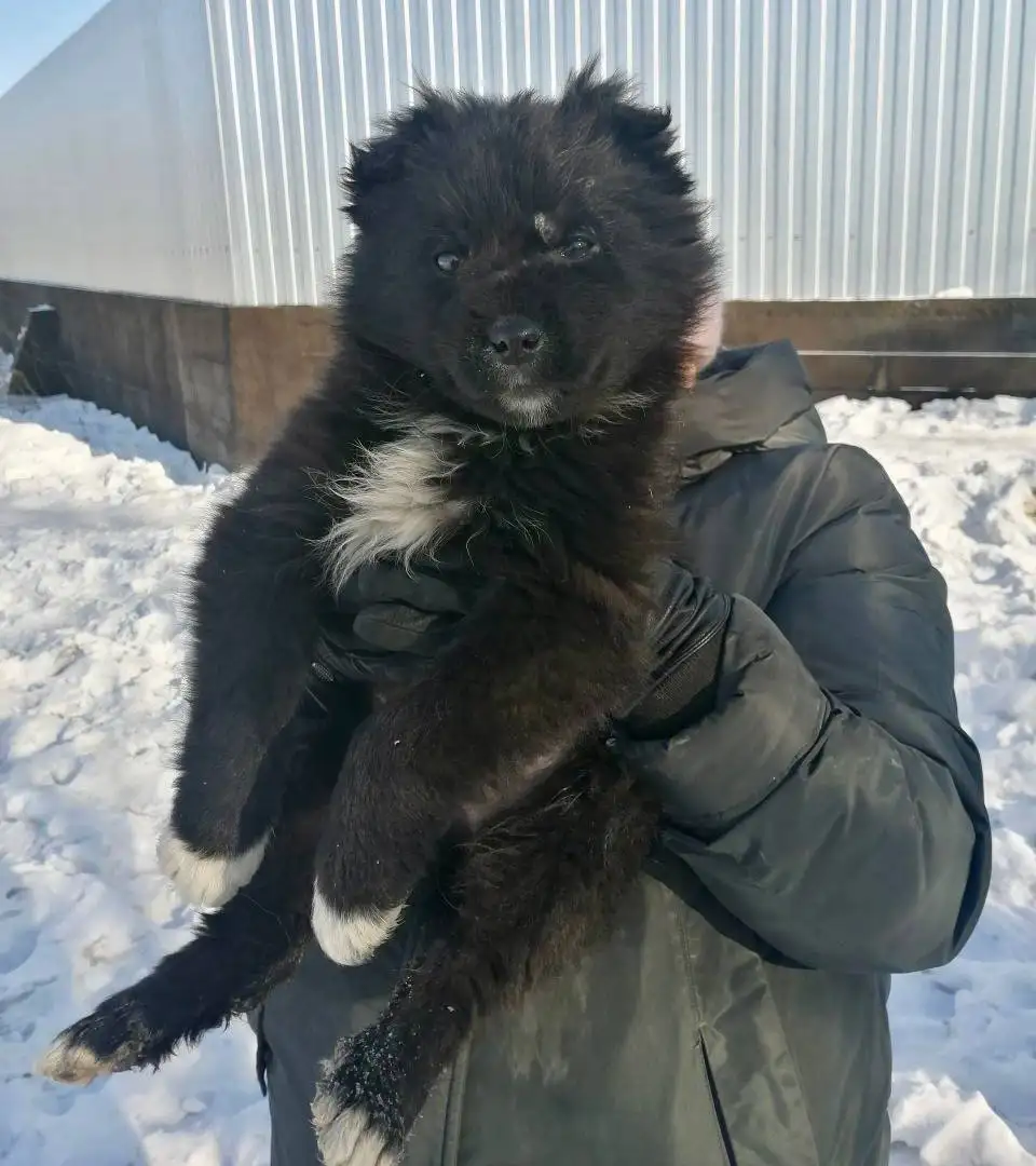 Медвежонок-ДЕВОЧКА ищет дом - Собаки (Животные) в Чита