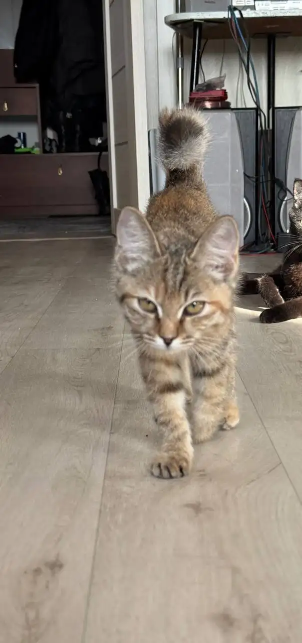 Котенок рысьей породы в поисках дома - Кошки (Животные) в Чита