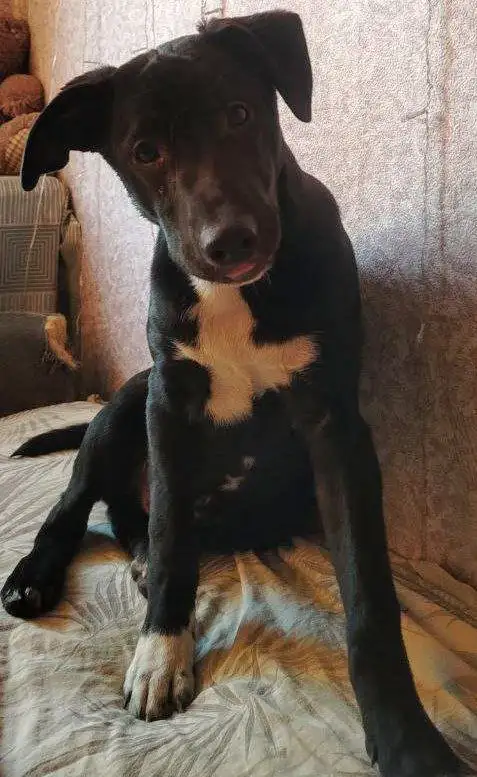 Щенок Блэк ищет семью - Собаки (Животные) в Чита