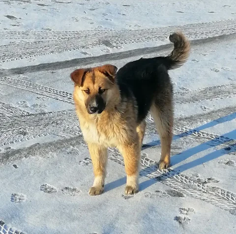 Ищем дом и хороших хозяев для Найды - Благотворительность в Чита
