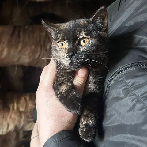 Котёнок ищет дом в Чите - Благотворительность в Чита