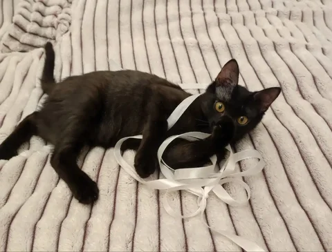 Кот 5-6 месяцев для пристройства - Благотворительность в Чита