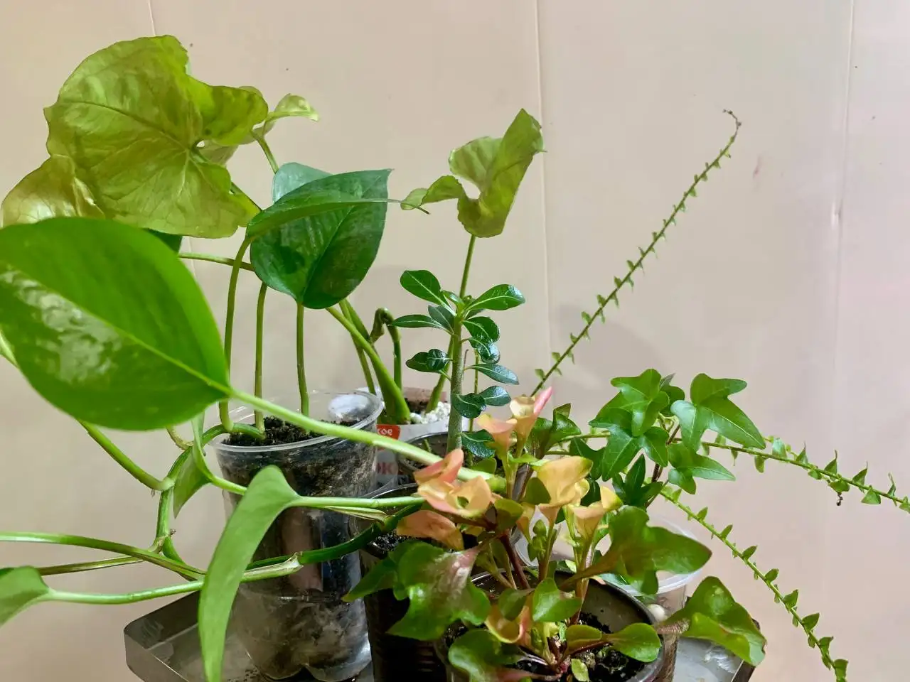 Комнатные растения: сингониум, сциндапсус, адениум, плющ, папоротник, альтернантера - Комнатные растения (Хобби и отдых) в Чита