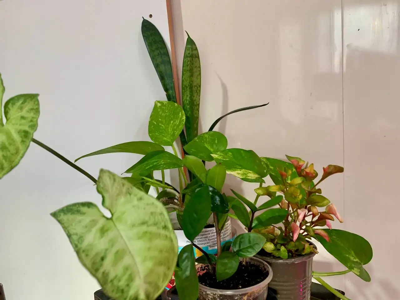 Цветы комнатные 6 видов - Комнатные растения (Хобби и отдых) в Чита
