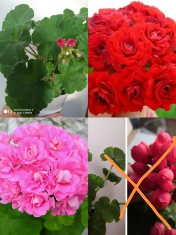 Продажа укоренённых черенков розебудной пеларгонии - Садоводство в Чита