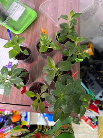 Продажа укорененных черенков петунии и алиссума - Садоводство в Чита