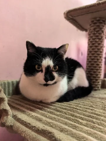 Ласковая стерилизованная кошка ищет дом - Находка/потеря в Чита