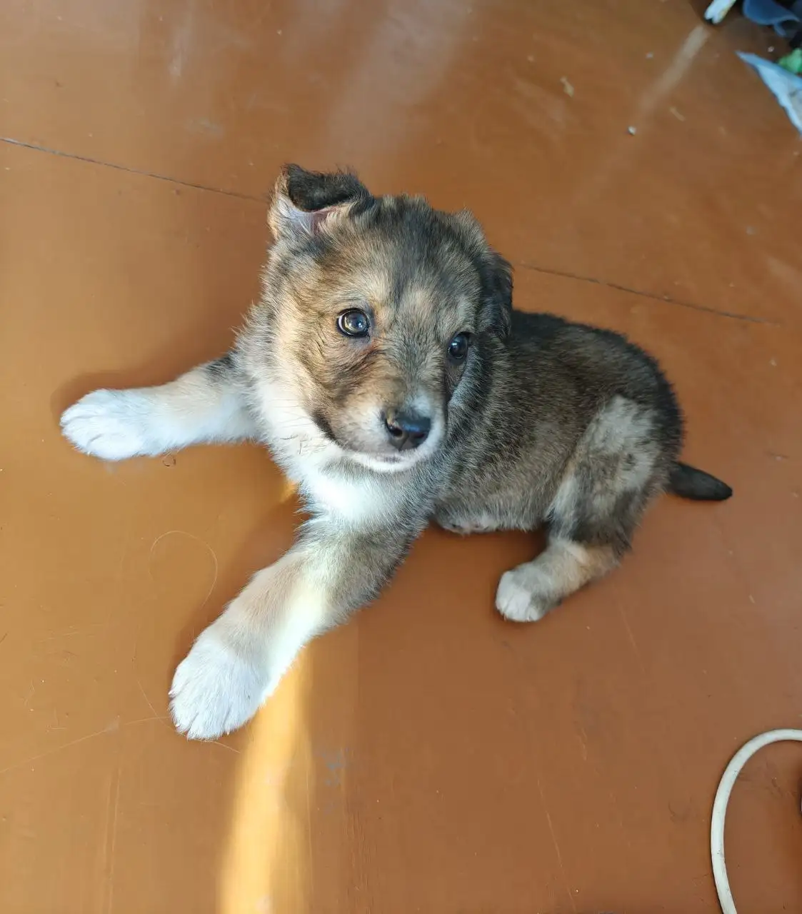 Щенок для охраны в Чите - Собаки (Животные) в Чита