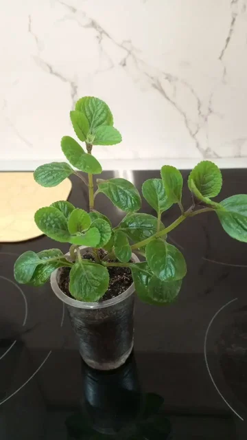 Продам плектрантус молодой - Рукоделие в Чита