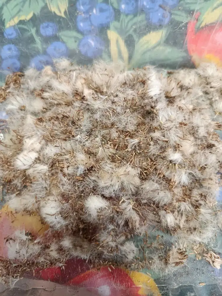 Продажа семян цинерарии серебристой - Садоводство (Хобби и отдых) в Чита