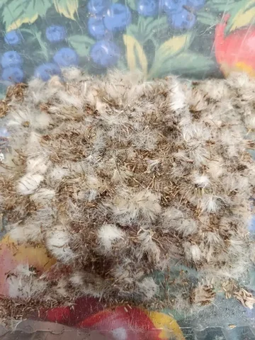 Продажа семян цинерарии серебристой - Рукоделие в Чита