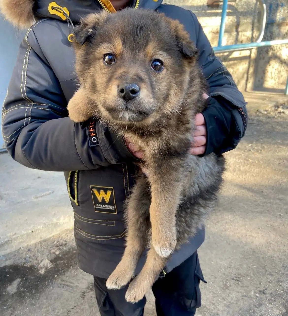 Медвежонок-бутузик мальчик 2 месяца - Собаки (Животные) в Чита