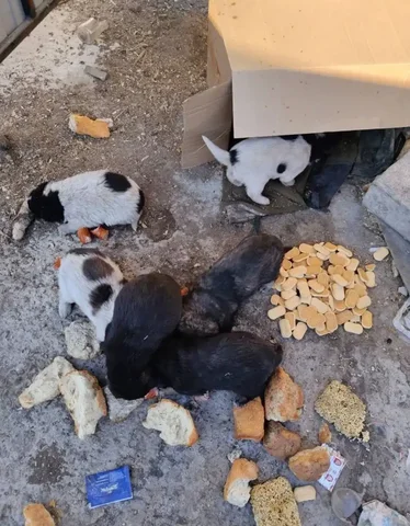 Спасение щенков с Кадалы - Находка/потеря в Чита