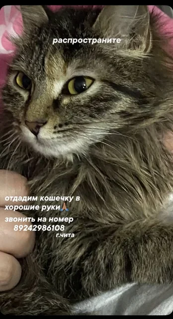 Отдам кошечку в добрые руки - Находка/потеря в Чита