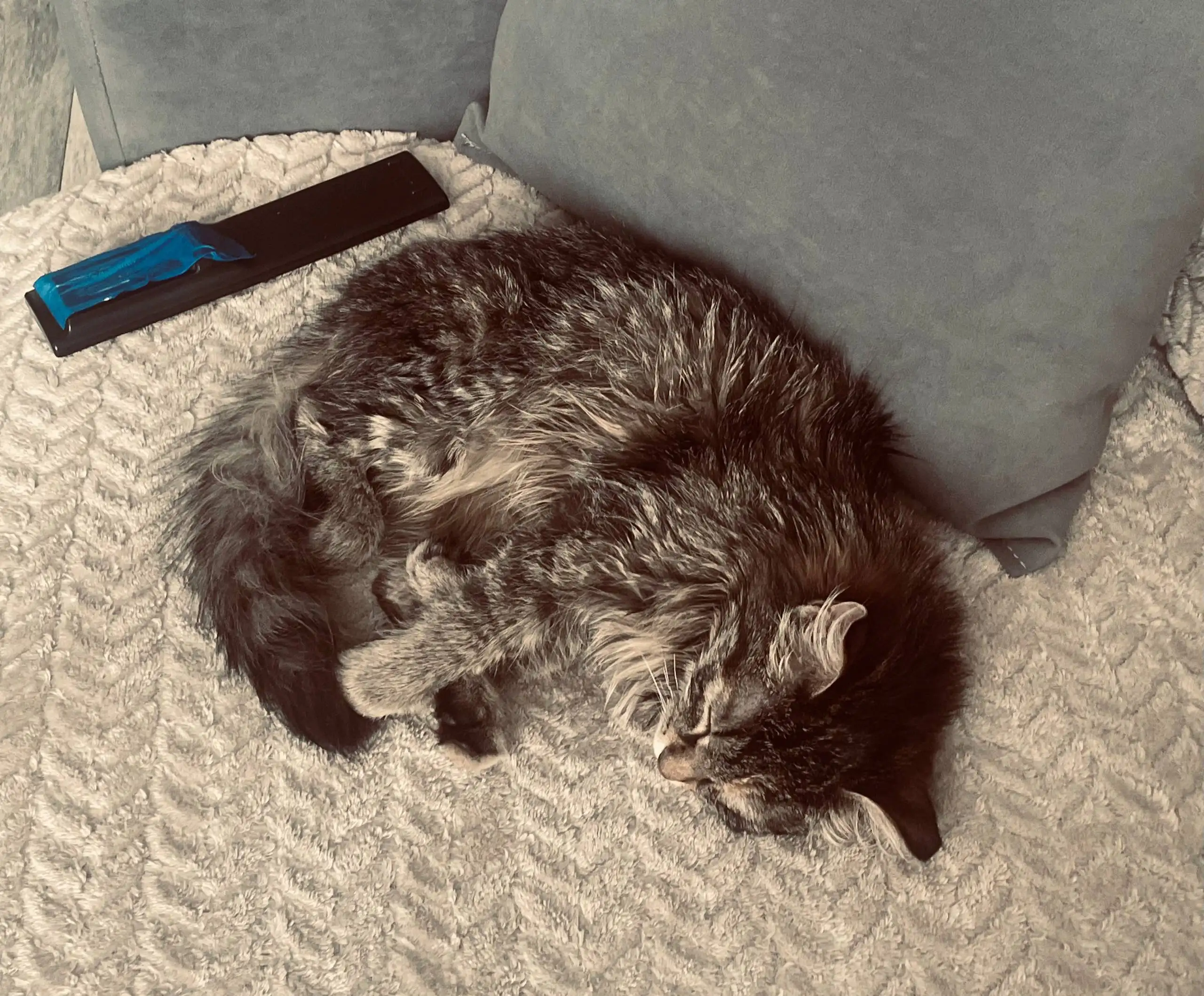 Отдам кошечку в добрые руки - Кошки (Животные) в Чита