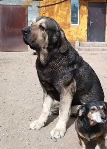 Пропала собака крупной породы в районе Ивановской-Рахова - Находка/потеря в Чита