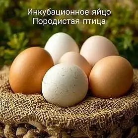 Инкубационное яйцо в Забайкальском крае - Птицы (Животные) в Чита