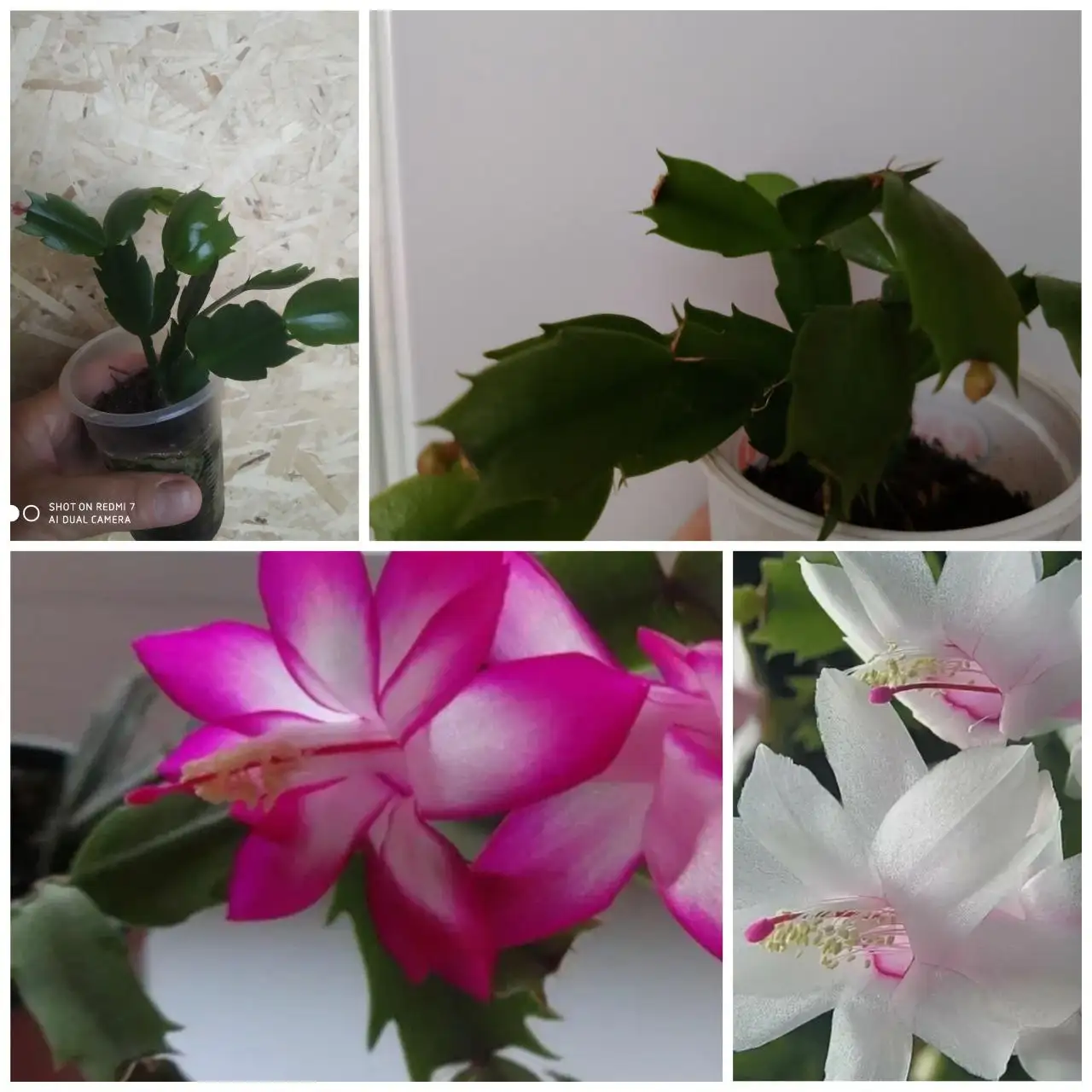 Продажа укоренённых черенков декабриста - Растения (Хобби и отдых) в Чита