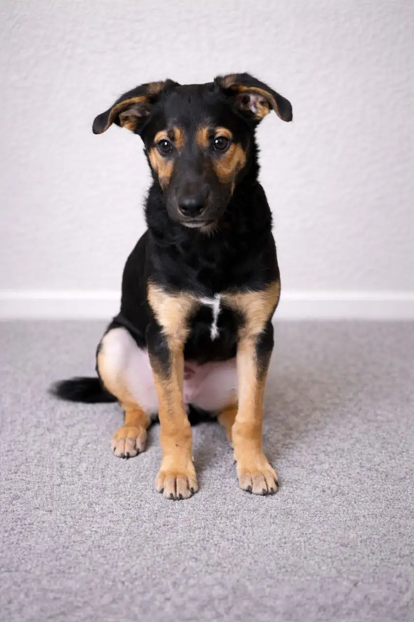 Щенок в дар для доброй семьи - Собаки (Животные) в Чита