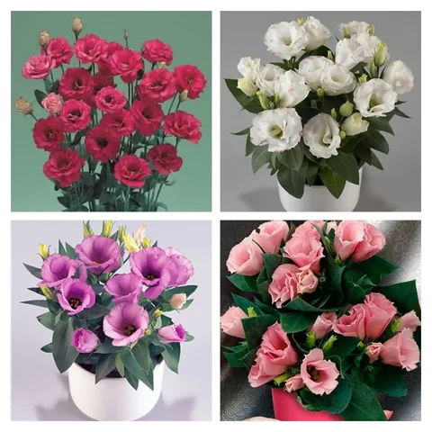 Продам рассаду эустомы - Игровые кресла в Чита