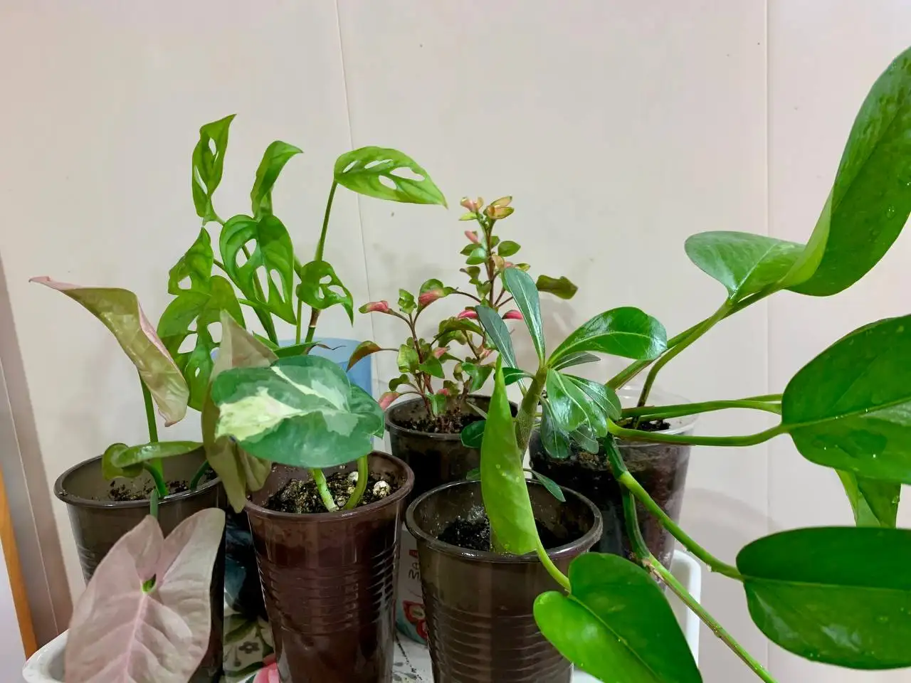 Продажа комнатных растений 6 видов - Комнатные растения (Хобби и отдых) в Чита