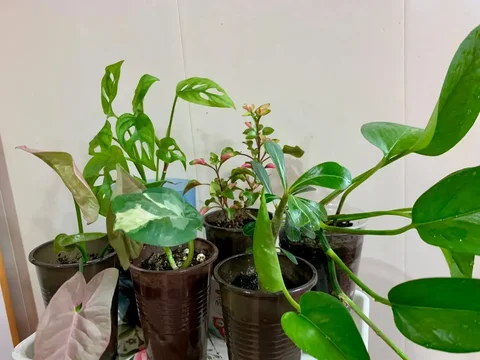 Продажа комнатных растений 6 видов - Фитнес-оборудование в Чита