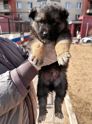 Медвежонок-бутузик мальчик 2 месяца - Находка/потеря в Чита