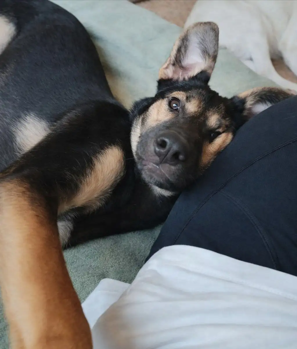 Щенок в дар для семьи - Собаки (Животные) в Чита