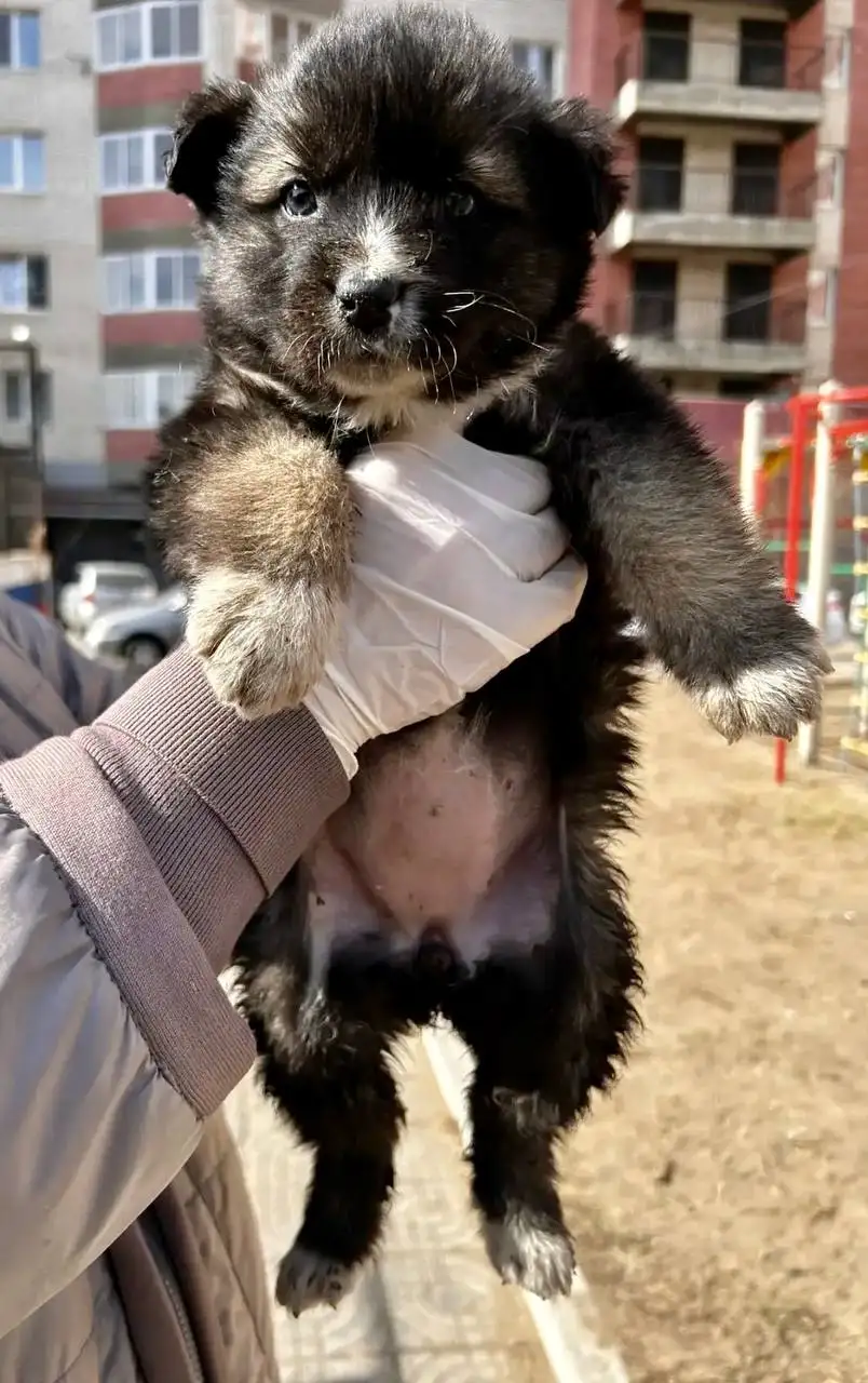 Медвежонок-бутузик девочка 2 месяца - Собаки (Животные) в Чита