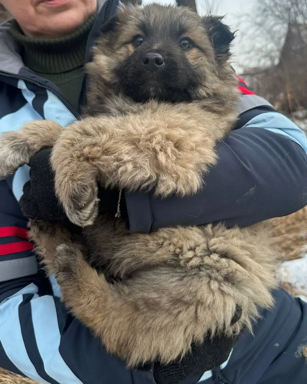 Щенок ищет дом - Собаки (Животные) в Чита