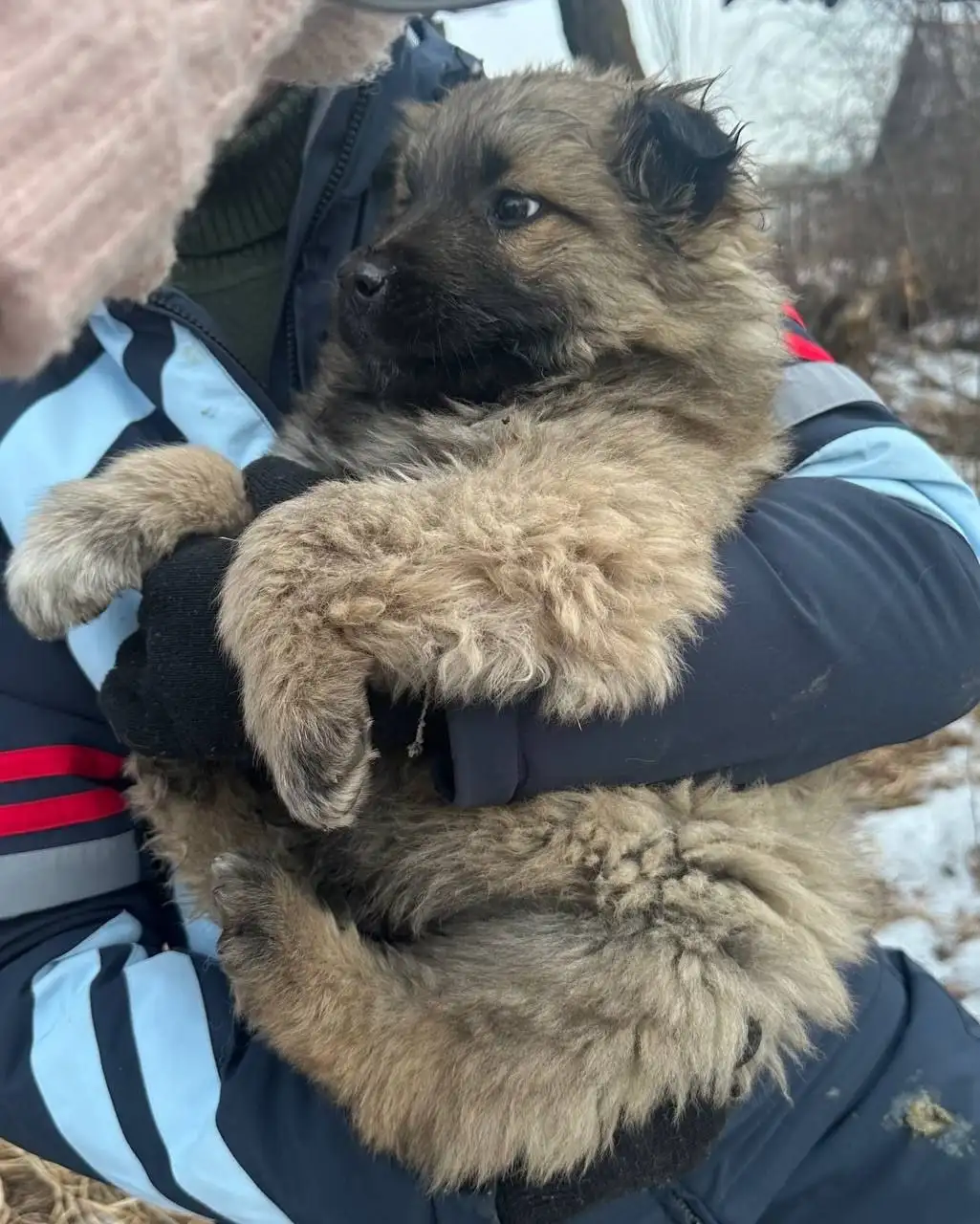 Щенок ищет дом - Собаки (Животные) в Чита