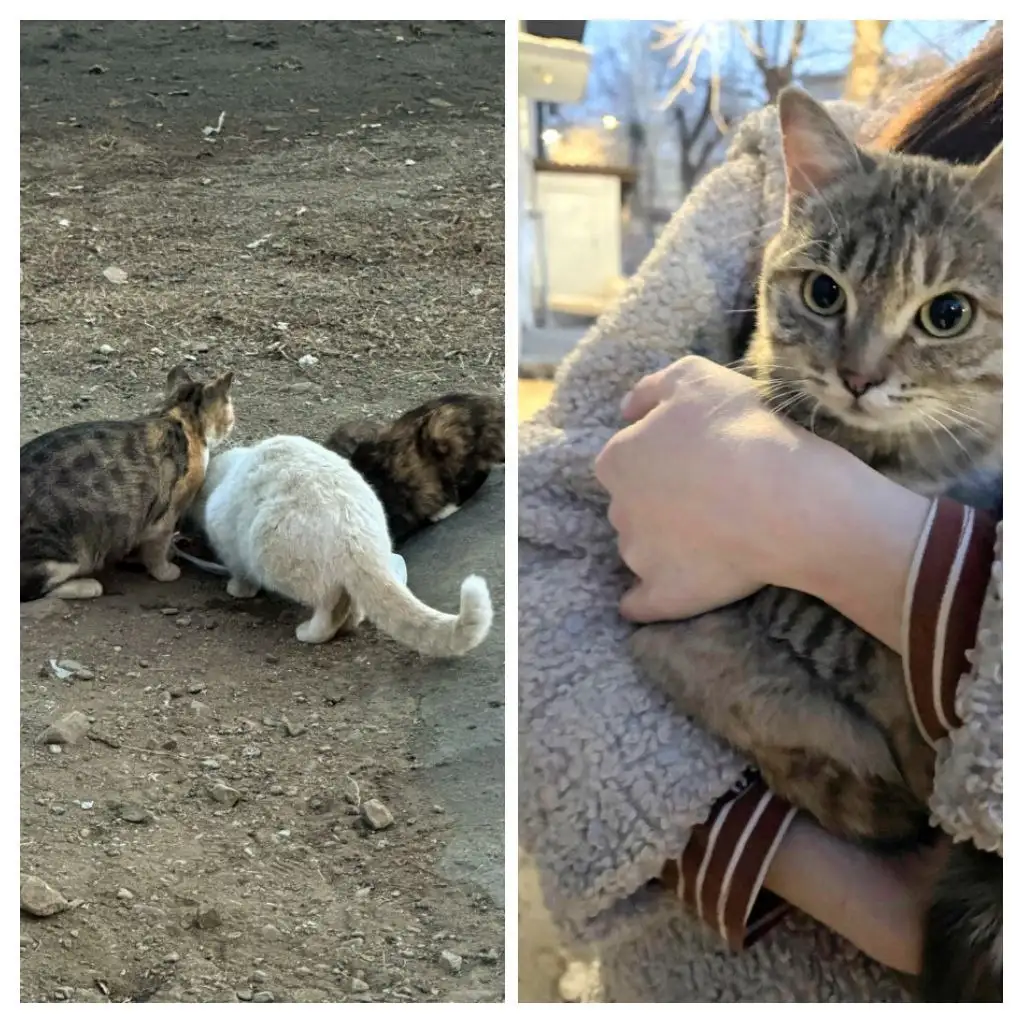 Котята ищут дом в Чите - Кошки (Животные) в Чита