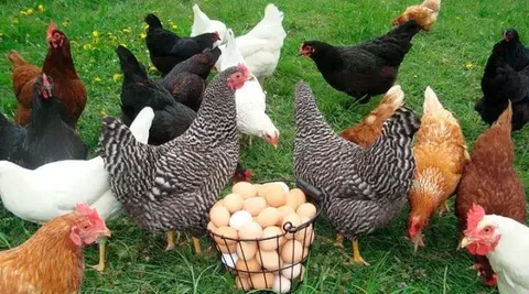 Продажа кур-молодок в Чите - Находка/потеря в Чита