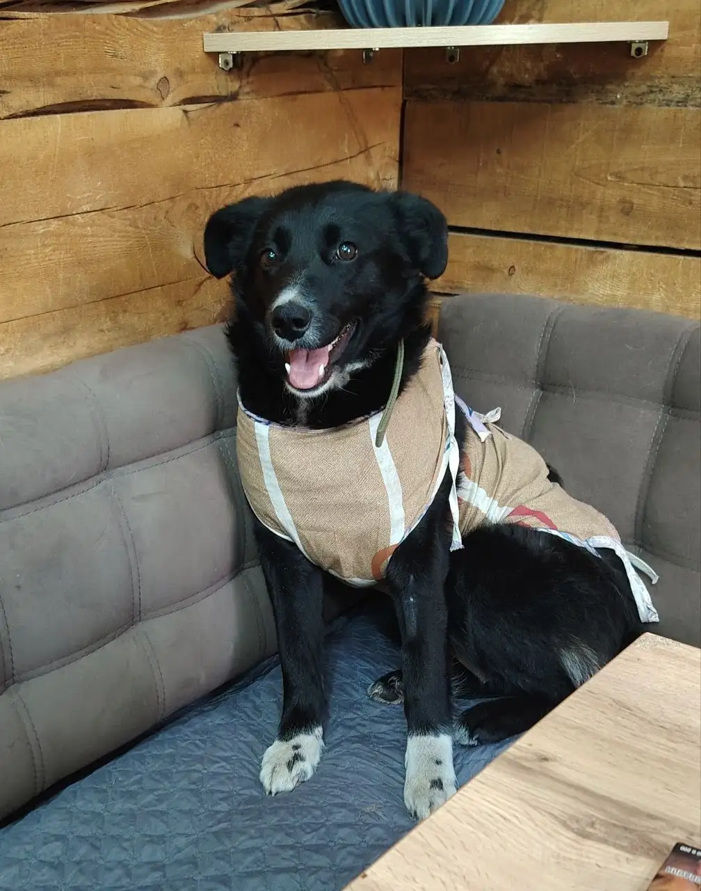 Стерилизованная собачка ищет дом - Собаки (Животные) в Чита