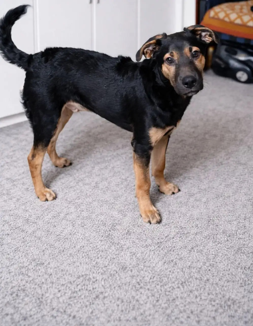 Щенок мальчик 4 месяца в Чите - Собаки (Животные) в Чита