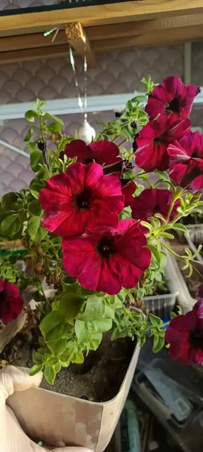 Укоренённые черенки петунии Изи Вейв Неон - Мотоциклетное снаряжение в Чита