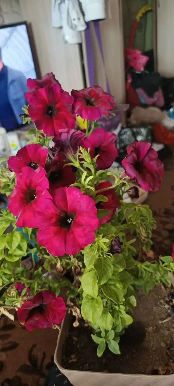 Укоренённые черенки петунии Изи Вейв Неон - Растения (Хобби и отдых) в Чита