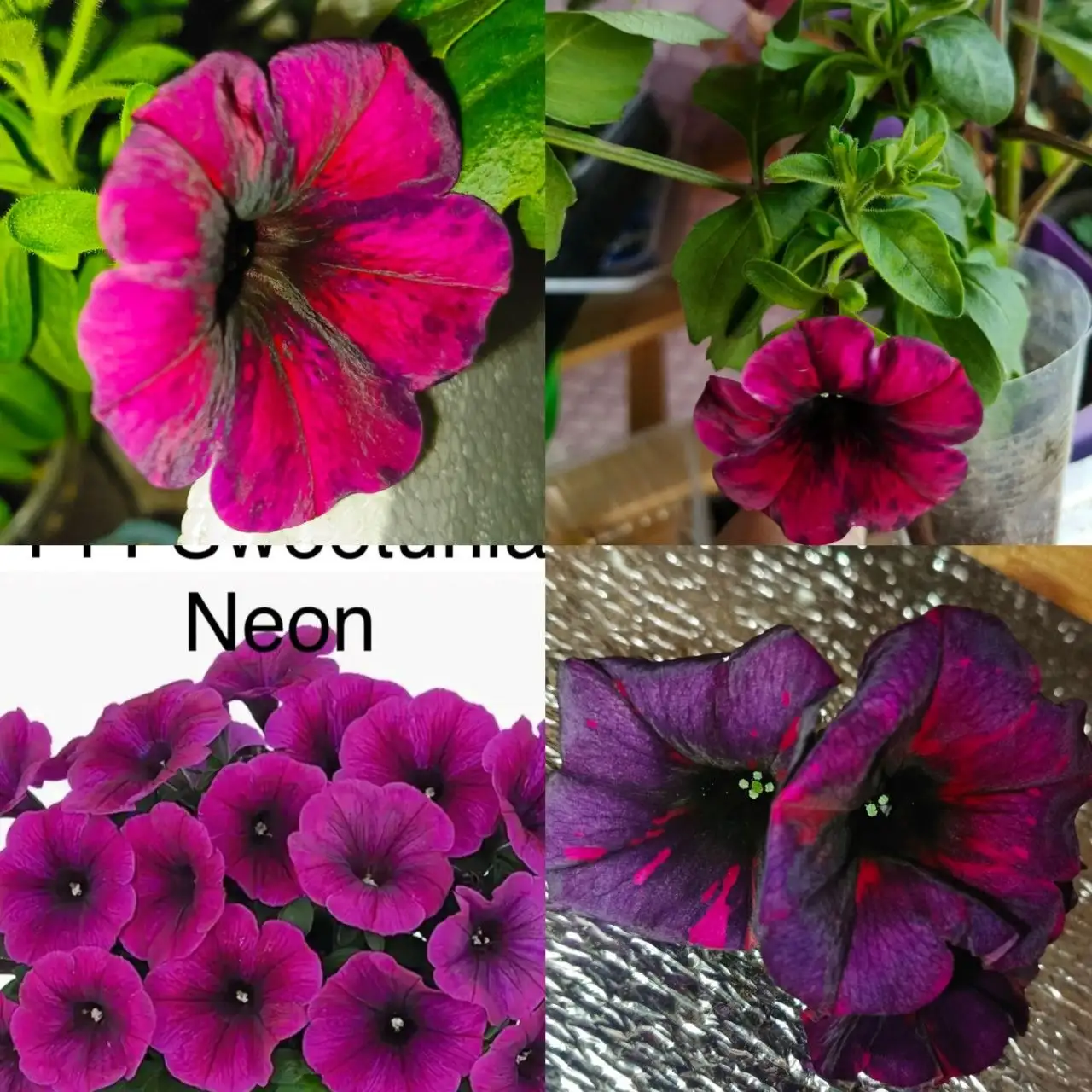 Укоренённые черенки петунии Изи Вейв Неон - Растения (Хобби и отдых) в Чита