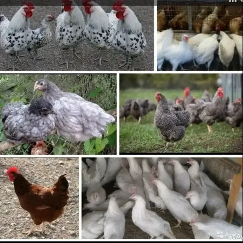 Продажа кур-молодок в Чите - Находка/потеря в Чита