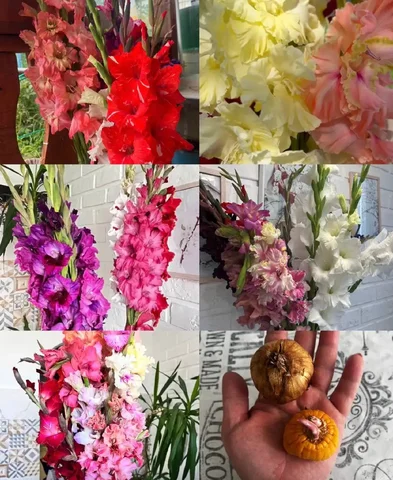 Продажа луковиц сортовых гладиолусов - Мотоциклетное снаряжение в Чита