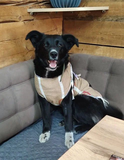 Стерилизованная собака ищет дом - Находка/потеря в Чита