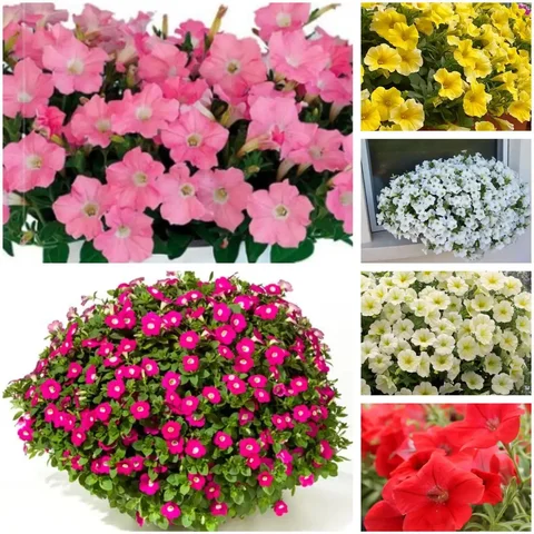 Продажа укорененных черенков ампельных петуний - Мотоциклетное снаряжение в Чита