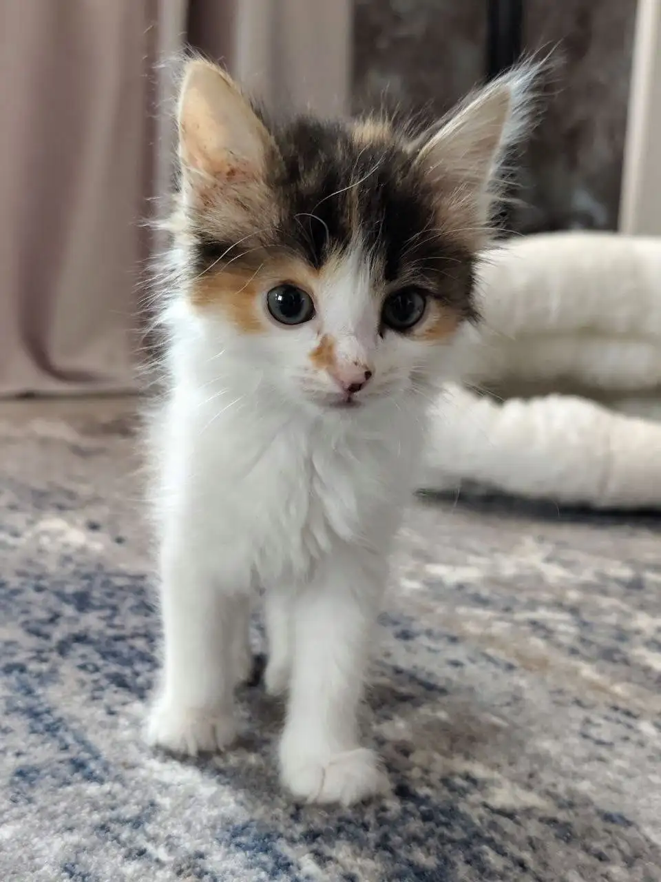 Девочка 1,5 месяца в ответственные добрые руки - Кошки (Животные) в Чита