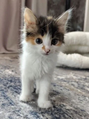 Девочка 1,5 месяца в ответственные добрые руки - Находка/потеря в Чита