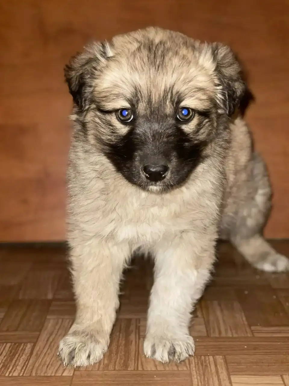 Щенки девочка и мальчики ищут дом - Собаки (Животные) в Чита