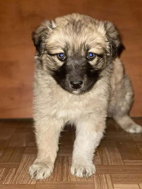 Щенки девочка и мальчики ищут дом - Находка/потеря в Чита