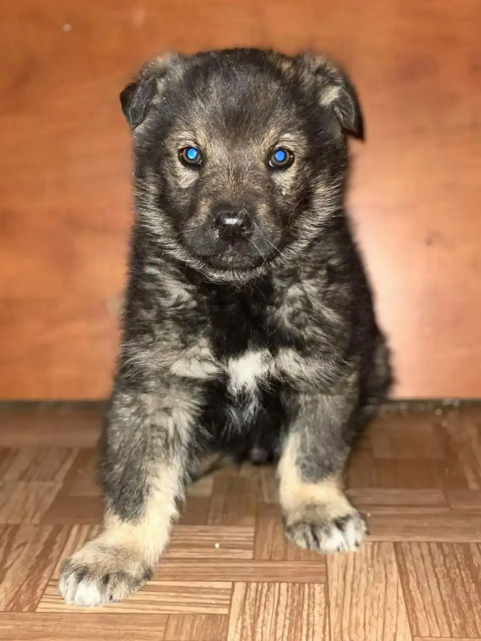 Щенки девочка и мальчики ищут дом - Собаки (Животные) в Чита