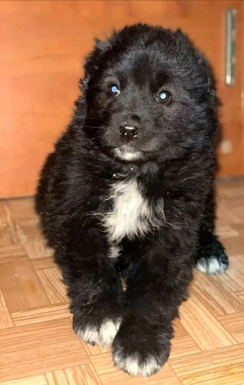 Щенки девочка и мальчики ищут дом - Собаки (Животные) в Чита