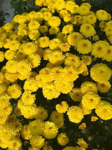 Хризантема мультифора укоренённые черенки - Спортивное оборудование в Чита